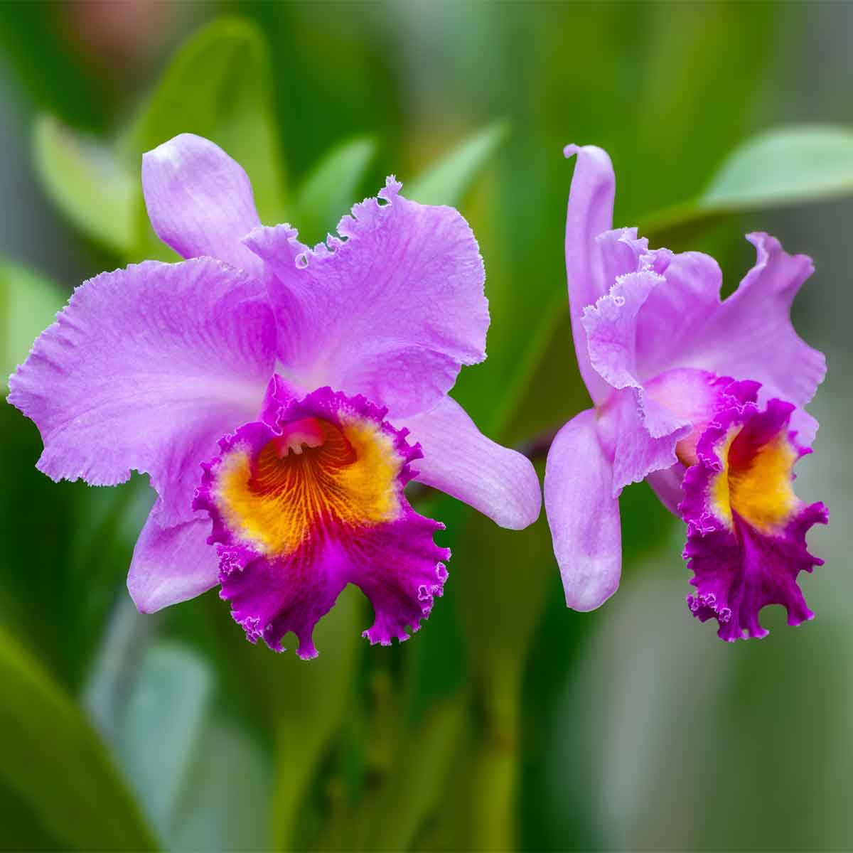 Orchideen Tipps zur Pflege der Phalaenopsis