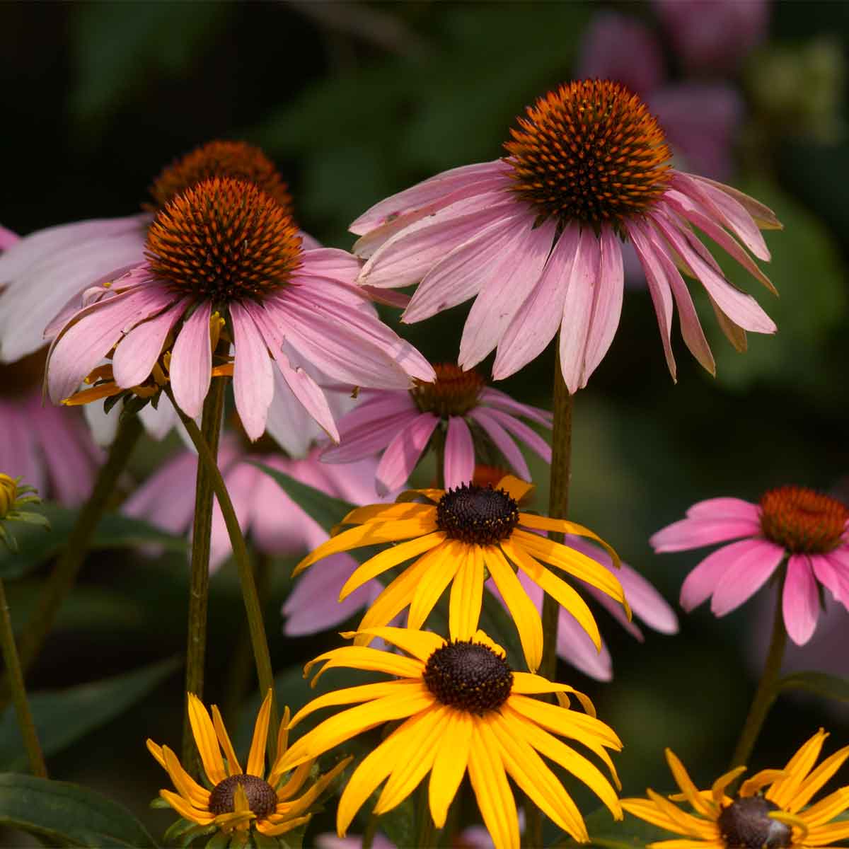 Sonnenhut Rudbeckia pflanzen und pflegen